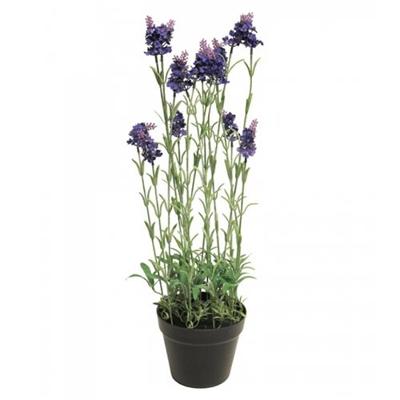 Lavender plant w/pot purple 65cm