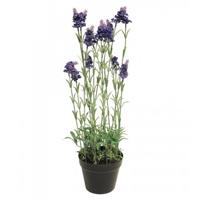 Lavender plant w/pot purple 65cm - thumbnail