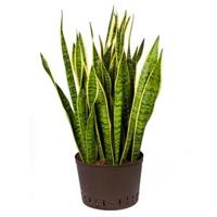 Sansevieria laurentii XL hydrocultuur plant - thumbnail