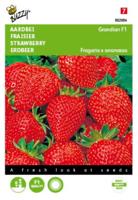 Aardbei Grandian F1 - thumbnail