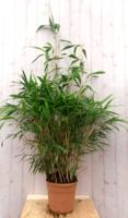 Bamboe rietachtig 150 cm Phyllostachys Warentuin Natuurlijk - Warentuin natuurlijk - thumbnail