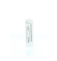 Homeoden Heel Raphanus sativus D6 6 Gram - thumbnail