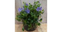 3 stuks! Vinca Minor blauw Kleine maagdenpalm Warentuin Natuurlijk - Warentuin natuurlijk - thumbnail