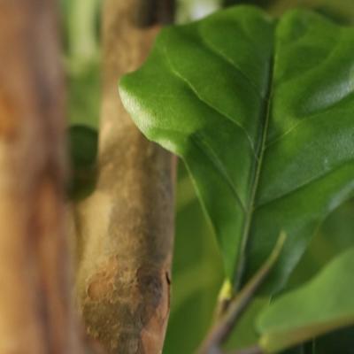 Lyrata Deluxe Y Kunstboom 220cm in pot