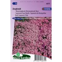 Saponaria Ocymoides zaden Zeepkruid - thumbnail