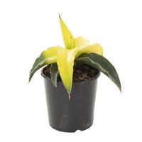 Sansevieria Star Canary - P 9 cm - thumbnail