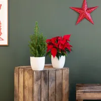 Kerstplantjes duo - thumbnail