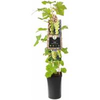 Druif (wit) (Vitis "Vroege van der Laan") klimplant - thumbnail