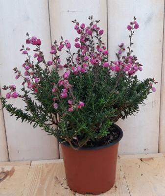 3 stuks! Ierse heide Daboecia Warentuin Natuurlijk - Warentuin natuurlijk