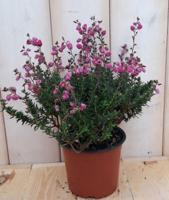 3 stuks! Ierse heide Daboecia Warentuin Natuurlijk - Warentuin natuurlijk - thumbnail