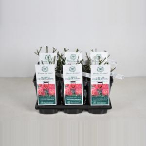 Engelse roos (rosa "Jubilee Celebration"®) - C3 - 1 stuks