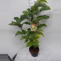Magnolia struik Brooklynensis Yellow Bird - 80 - 100 cm - 6 stuks - thumbnail