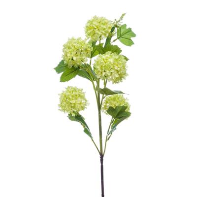 Viburnum