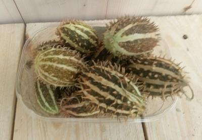 Decoratievruchten Warentuin Natuurlijk - Warentuin natuurlijk