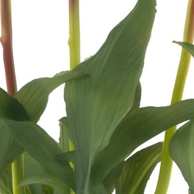 Paeony Marlie bundle a 3 pcs aubergine 48 cm kunstbloem Erutan Avon - Erutan avon Paeony Marlie bundle a 3 pcs aubergine 48 cm kunstbloem Erutan Avon - Erutan avon