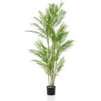 Palm chamaedorea - thumbnail