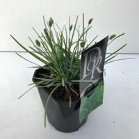 Blauwgras (Sesleria caerulea) siergras - thumbnail