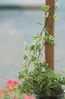 Nature Plantstok kokos 90 cm d38mm - thumbnail