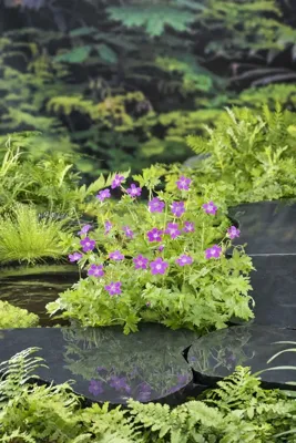 Waterplant Geranium palustris