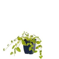 Vinca major Variegata vaste plant Griffioen - Griffioen - thumbnail