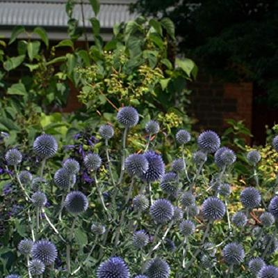 Echinops bloemzaden - Kogeldistel blauw