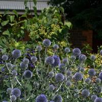 Echinops bloemzaden - Kogeldistel blauw - thumbnail