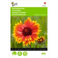 Gaillardia, Kokardebloem - thumbnail