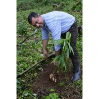 Sonnentor Gember Kruidentheezakjes - thumbnail