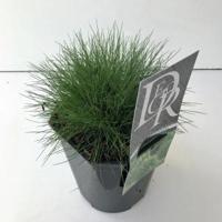 Zwenkgras (Festuca gautieri) siergras - thumbnail