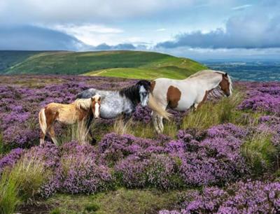 Ravensburger legpuzzel wild horses in the heather - 2000st. Ravensburger legpuzzel wild horses in the heather - 2000st.