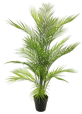 Areca dypsis in pot green 93cm