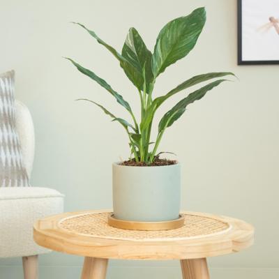 Spathiphyllum Diamond - P12 Spathiphyllum Diamond - P12
