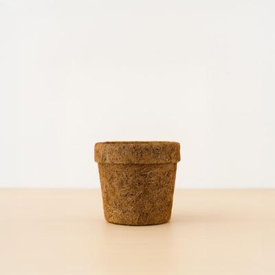 Marbella - Kokodama - P6