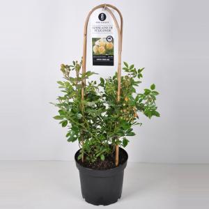 Rambler klimroos (rosa "Ghislaine de Feligonde") - C7.5 - 1 stuks