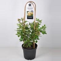 Rambler klimroos (rosa "Ghislaine de Feligonde") - C7.5 - 1 stuks - thumbnail