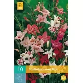 Gladiolus Nanus Mix Bloembol JUB 10 bollen - Jub