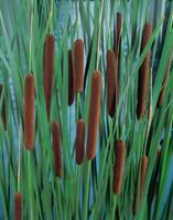 2 stuks! Typha minima potmaat P9 Dwerglisdodde Moerings - Moerings - thumbnail