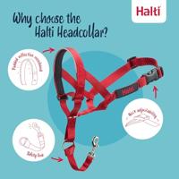 Trainingshalsbanden voor honden Company of Animals Halti Muilkorf (31-40 cm) - thumbnail