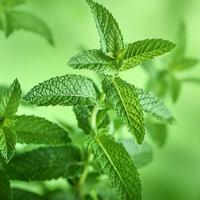 Petal Fresh Conditioner Volumizing Rosemary & Mint - thumbnail