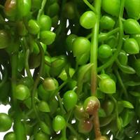 Senecio Rowleyanus hanger green 25 cm kunstbloem Erutan Avon - Erutan avon - thumbnail