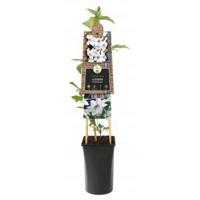 Klimplant Clematis Miss Bateman - Witte Bosrank 120cm - thumbnail