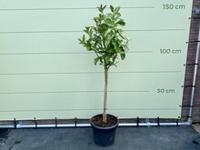 Citrusboom - Hand of Buddha - thumbnail