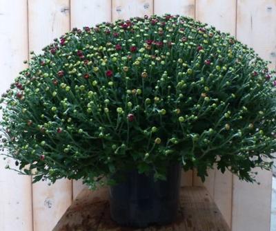 Bol Chrysant Koper GROOT Chrysanthemum Warentuin Natuurlijk - Warentuin natuurlijk