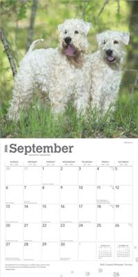 Softcoated Wheaten Terrier Kalender 2026