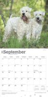 Softcoated Wheaten Terrier Kalender 2026 - thumbnail
