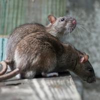 Swissinno Rat Classic Niet dodelijke val 1 stuk(s) - thumbnail
