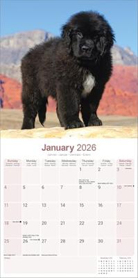 Newfoundlander Kalender 2026