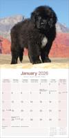 Newfoundlander Kalender 2026 - thumbnail