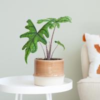 Alocasia Jacklyn - P12 - thumbnail
