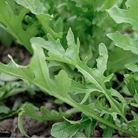 Rucola zaden raketkruid Pronto - thumbnail